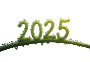 Dew-covered grass blades forming 2025, transparent isolated png
