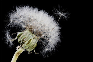 Fototapeta premium Fluffy white blooming dandelion with black background and place for text macro