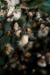 Dry wild flowers in a garden with moody dark filter macro