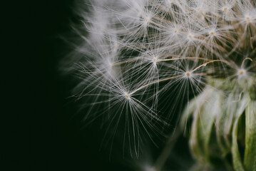 Fototapeta premium Fluffy white blooming dandelion with black background in green filter macro