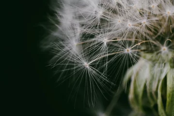 Fototapete Fluffy white blooming dandelion with black background in green filter macro © Tanaly