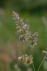Fototapeta premium Plant Dactylis against green grass. In the meadow blooms valuable fodder grass Dactylis glomerata.Dactylis glomerata, also known as cock's foot, orchard grass, or cat grass