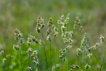 Plant Dactylis against green grass. In the meadow blooms valuable fodder grass Dactylis glomerata.Dactylis glomerata, also known as cock's foot, orchard grass, or cat grass