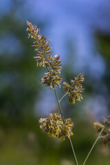 Plant Dactylis against green grass. In the meadow blooms valuable fodder grass Dactylis glomerata.Dactylis glomerata, also known as cock's foot, orchard grass, or cat grass