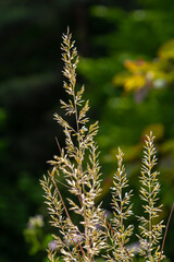 Calamagrostis arundinacea is a species of bunch grass in the family Poaceae, native to Eurasia, China and India. closeup of weeds of tropical mountains. Wild grass wallpaper. Weeds. nature grass