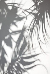 Palm leaf shadows on a white surface