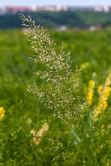 Calamagrostis arundinacea is a species of bunch grass in the family Poaceae, native to Eurasia, China and India. closeup of weeds of tropical mountains. Wild grass wallpaper. Weeds. nature grass