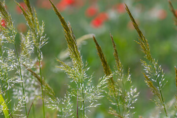 Calamagrostis arundinacea is a species of bunch grass in the family Poaceae, native to Eurasia, China and India. closeup of weeds of tropical mountains. Wild grass wallpaper. Weeds. nature grass