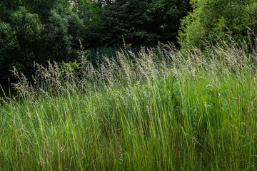 Calamagrostis arundinacea is a species of bunch grass in the family Poaceae, native to Eurasia,...