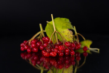 branch of ripe red viburnum, isolated on black background