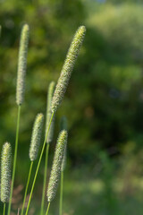 Valuable forage grass timothy Phleum pratense grows in the meadow