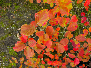 Autumn leavels background. Orange, yellow and red-purple leaves. Fothergilla
