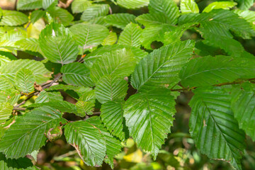 Selective focus of Ulmus pumila celer leaves, European hornbeam or carpinus betulus in the garden, Small leafed plant which forms a dense hedge, Green leaf pattern with sunlight, Nature background