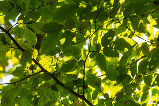 Selective focus of Ulmus pumila celer leaves, European hornbeam or carpinus betulus in the garden, Small leafed plant which forms a dense hedge, Green leaf pattern with sunlight, Nature background