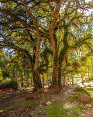 Old oak trees in a forest Beni Metir, Jendouba, Tunisia