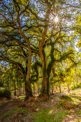 Old oak trees in a forest Beni Metir, Jendouba, Tunisia