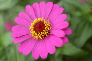 Fototapeta premium close up of pink flower