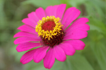 Fototapeta premium cosmos