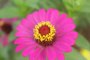 close up of pink flower