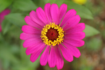 Obraz premium flower