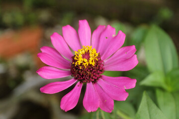 Obraz premium close up of pink flower