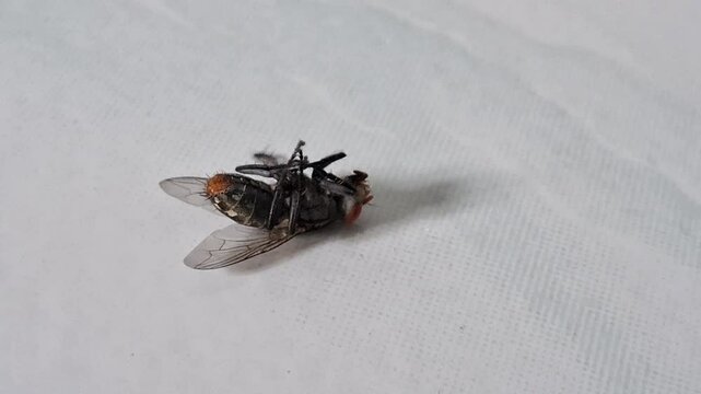 Dead housefly insect