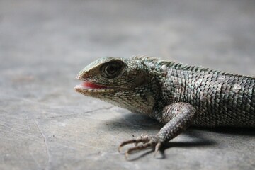 close-Up of a Lizard on Concrete Floor with Detailed Scaly Skin, Open Mouth, and Natural Textures Captured in a Wildlife Macro Perspective for Nature and Animal Enthusiasts