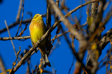 Yellowhammer little bird sitting on branches in autumn