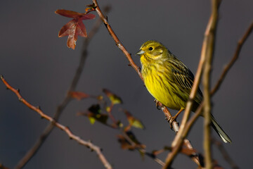 Yellowhammer little bird sitting on branches in autumn