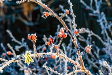 zmarznięte róże © Izabela&Grzegorz