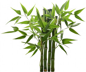 Lush green bamboo plants isolated transparent background nature photography