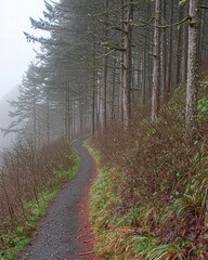 Fototapeta premium Misty Trail Through Lush Forest Pathway in Early Morning Light