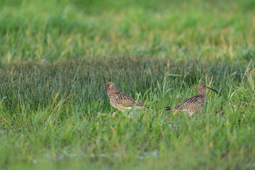 A couple of  Eurasian curlews (Numenius arquata) in wet grassland