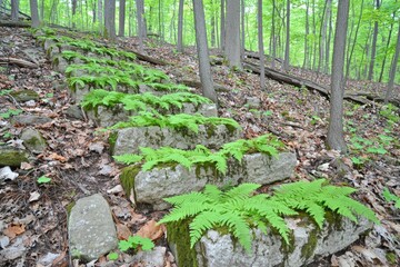 Lush Ferns Adorning Stone Steps in Tranquil Forest Pathway