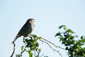 singing corn bunting (emberiza calandra) perching on a bush