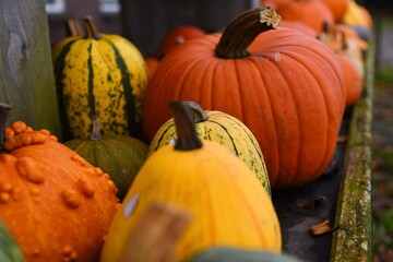 Venhuizen, Netherlands. November 5, 2024. Colotful pumpkins
