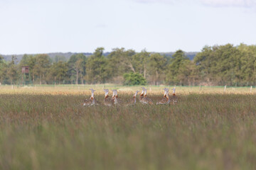 A flock of adult male Great Bustards (Otis tarda) in grasland