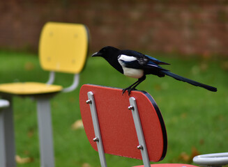 Magpie playing ludo in a park