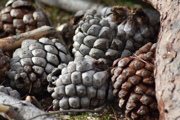 Background of pine cones grouped aronund trunk
