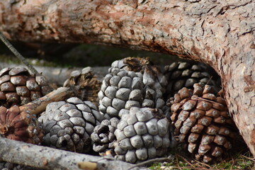 Background of pine cones grouped aronund trunk