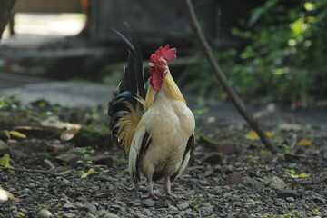 rooster in the garden