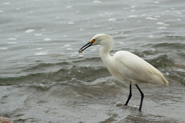a heron fishing on the coast of Chile