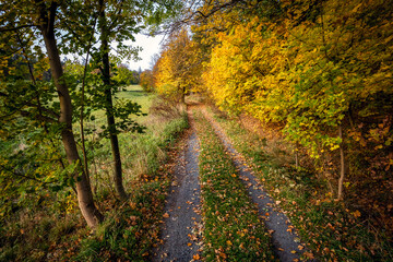 jesienna droga do lasu
