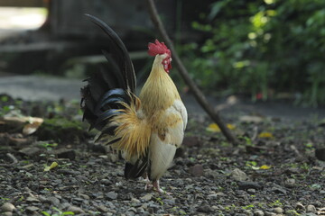 rooster in the farm