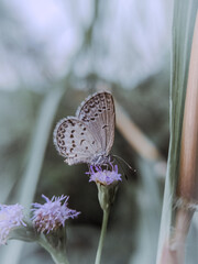 close up or macro photo of a butterfly perched on a flower