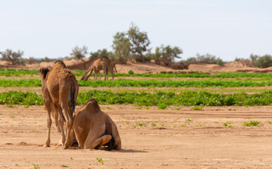Naklejka premium Dromedary walking freely in the Sahara desert somewhere in Morocco