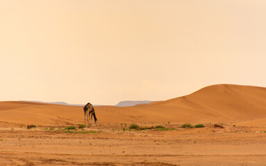 Dromedary walking freely in the Sahara desert somewhere in Morocco