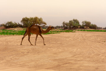 Dromedary walking freely in the Sahara desert somewhere in Morocco