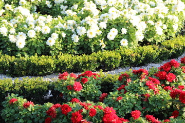 flowers in the garden