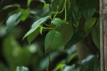 betel leaf